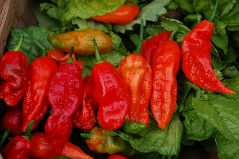The 5 Hottest Peppers In The World